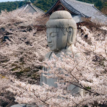 Tsubosaka-dera Temple day trip