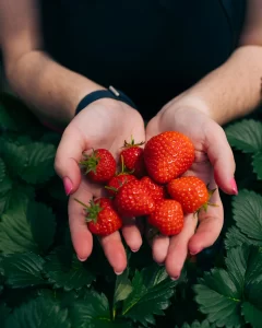 All You Can Eat Strawberries in Japan