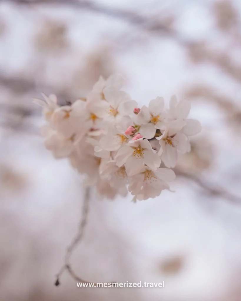 top things to do in kyoto