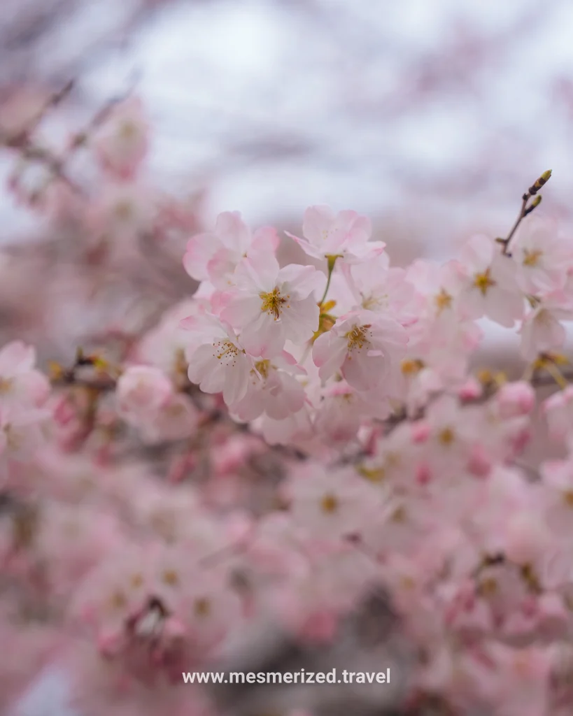 top things to do in kyoto