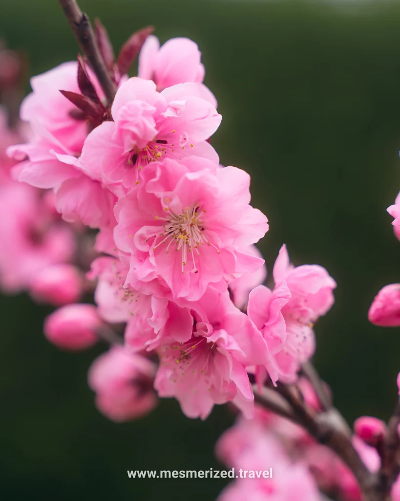 top things to do in kyoto