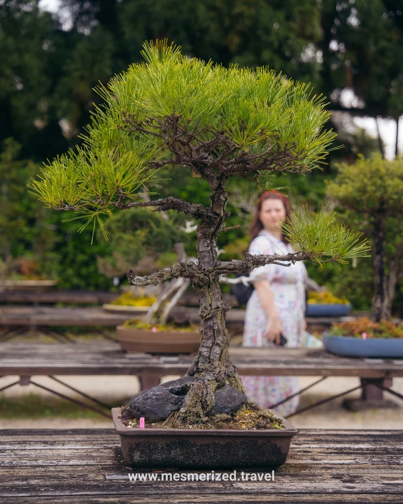 top things to do in kyoto