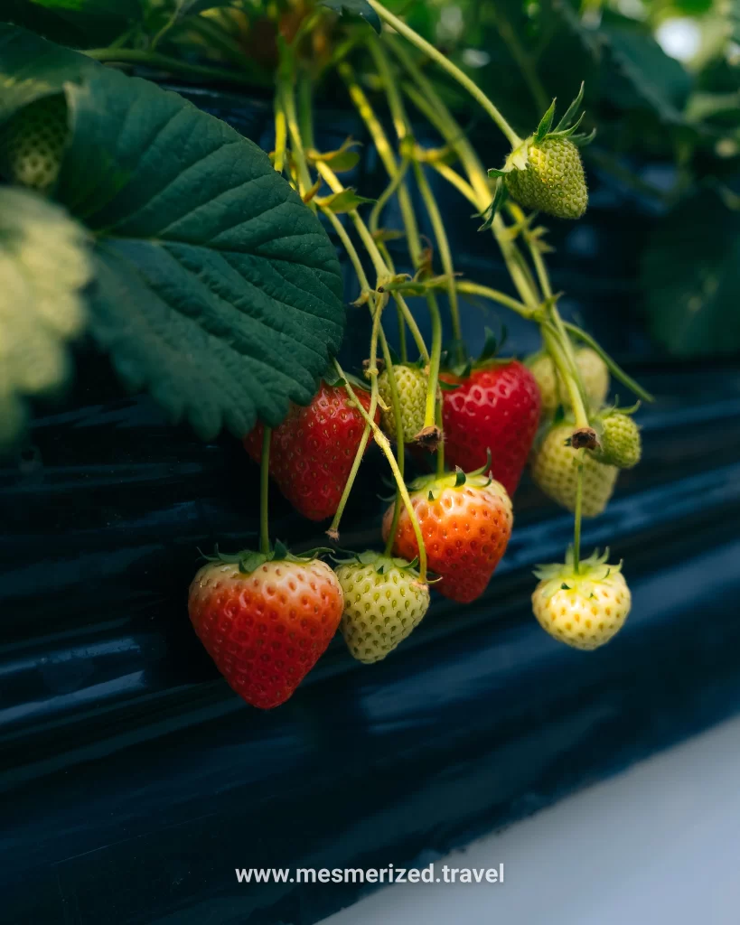 All You Can Eat Strawberries in Japan