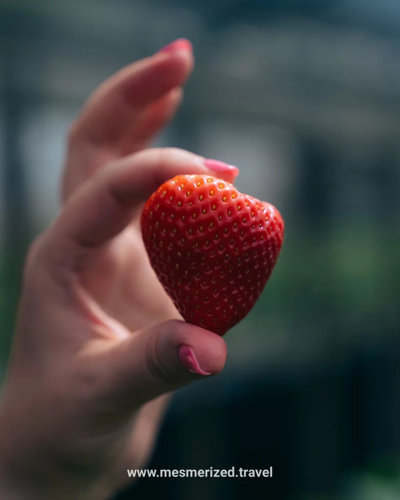 All You Can Eat Strawberries in Japan