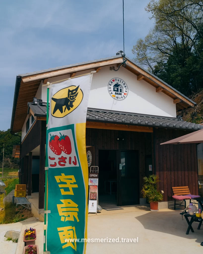 All You Can Eat Strawberries in Japan