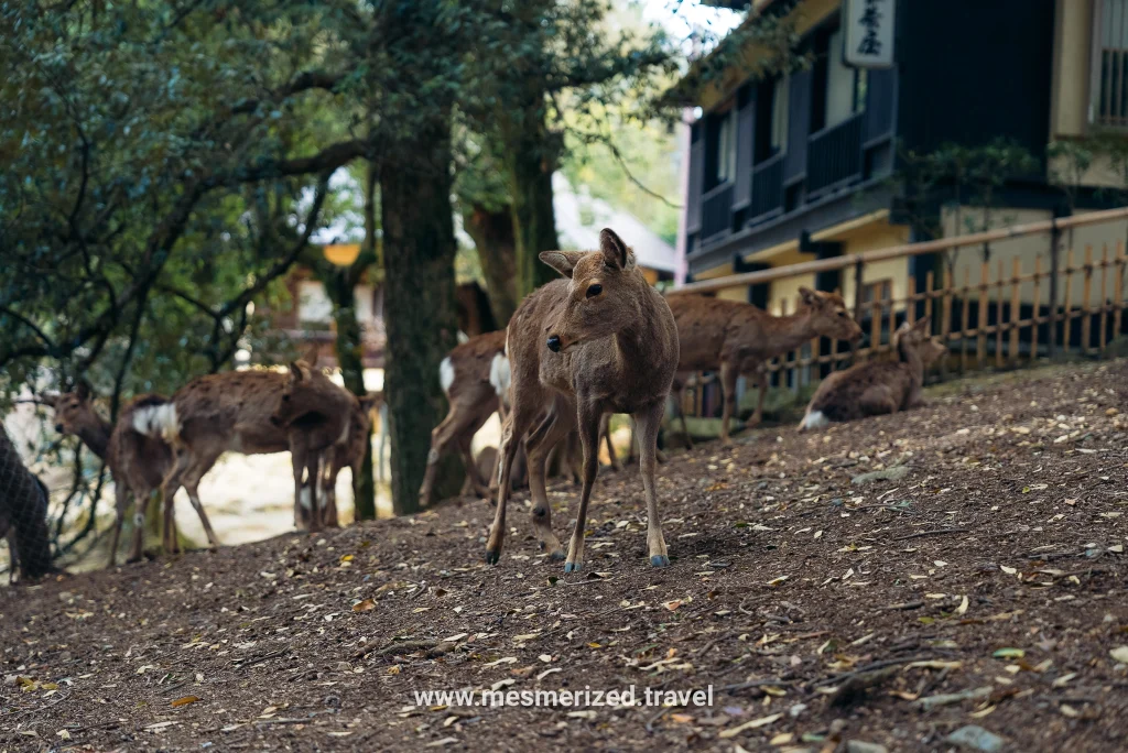 day trip to Nara