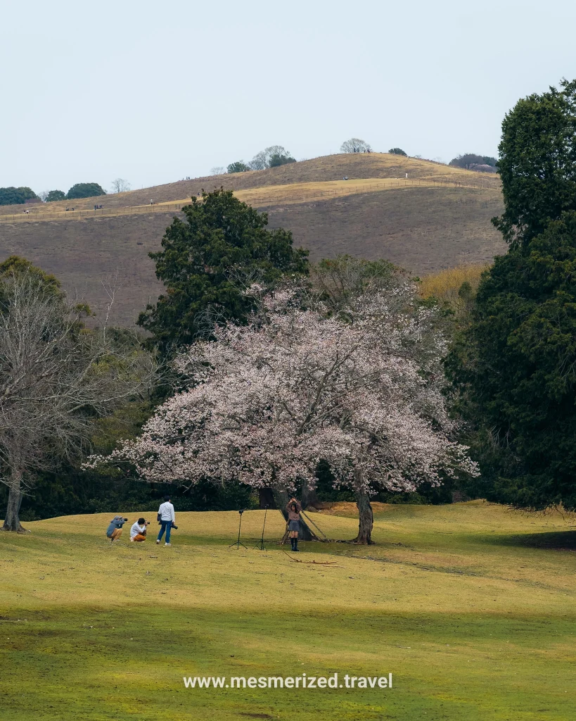 day trip to Nara