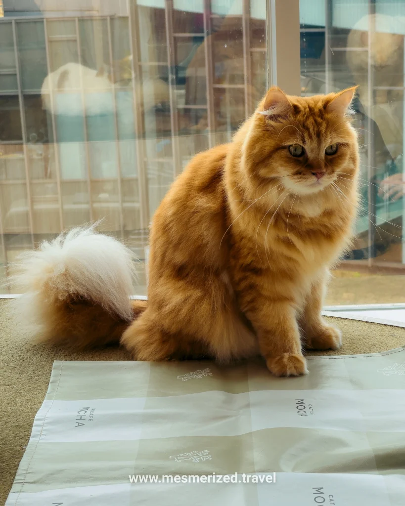 5-day Tokyo itinerary